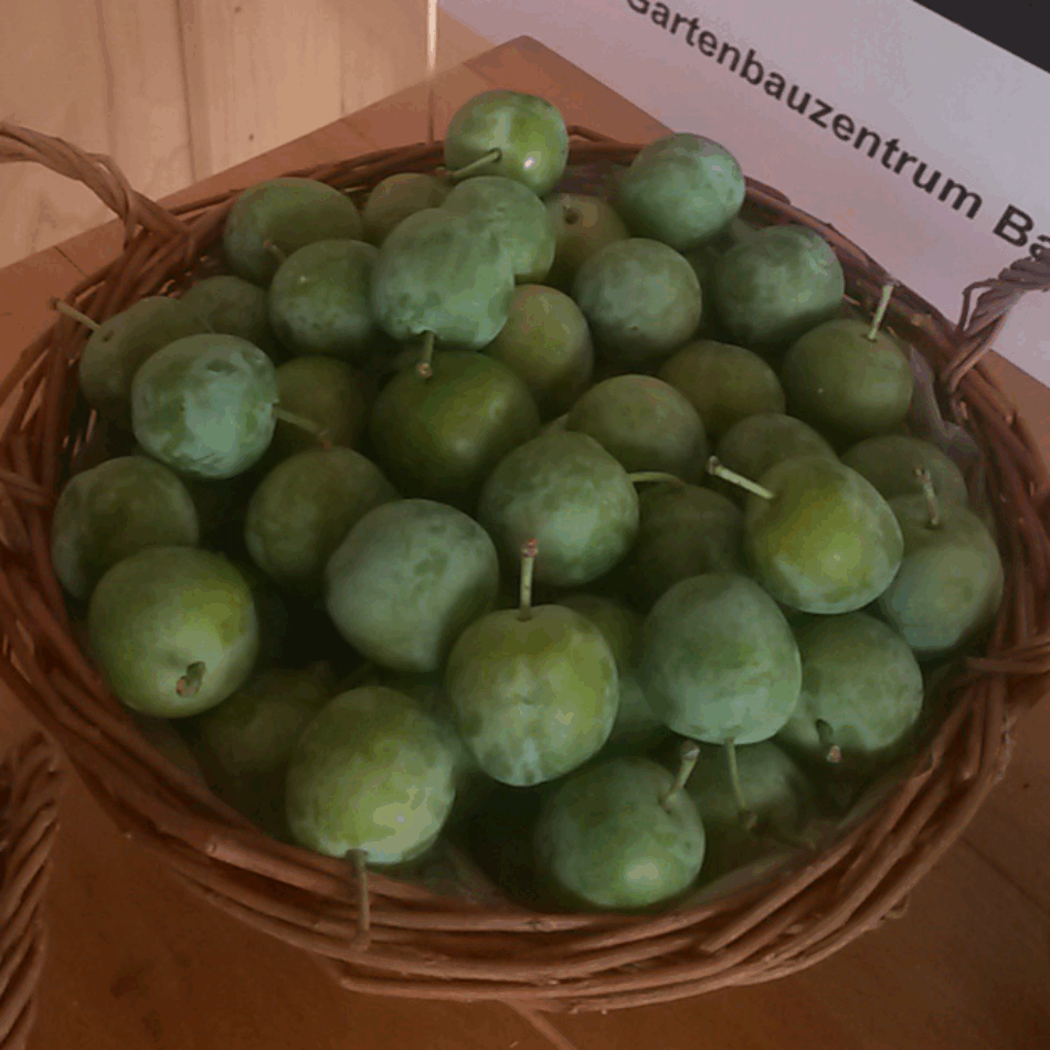 Prunus it. 'Gro??e gr?ne Reneklode'